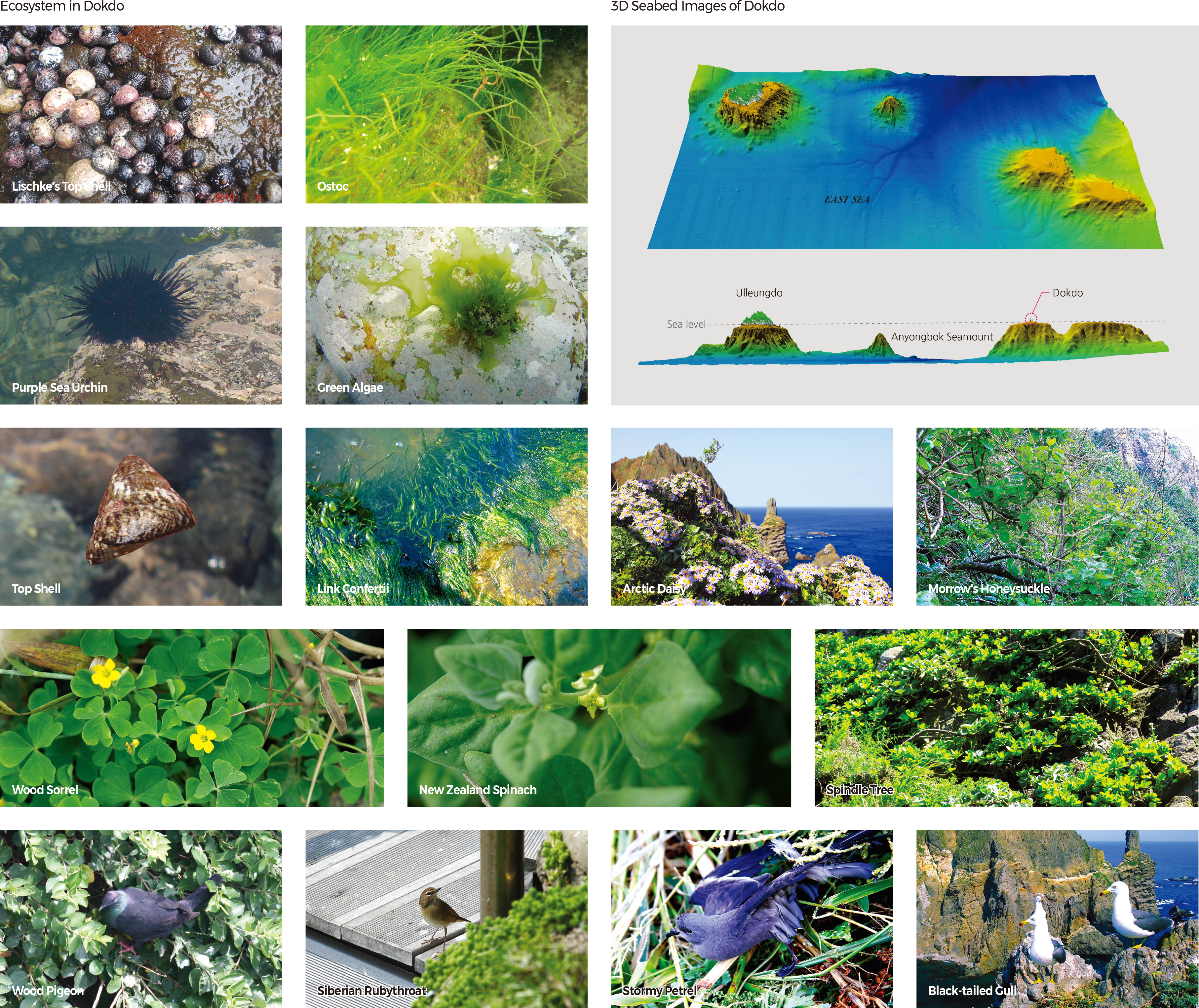 Ecosystem in Dokdo / 3D Seabed Images of Dokdo